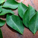 Benefits of Chewing Curry Leaves Every Morning
