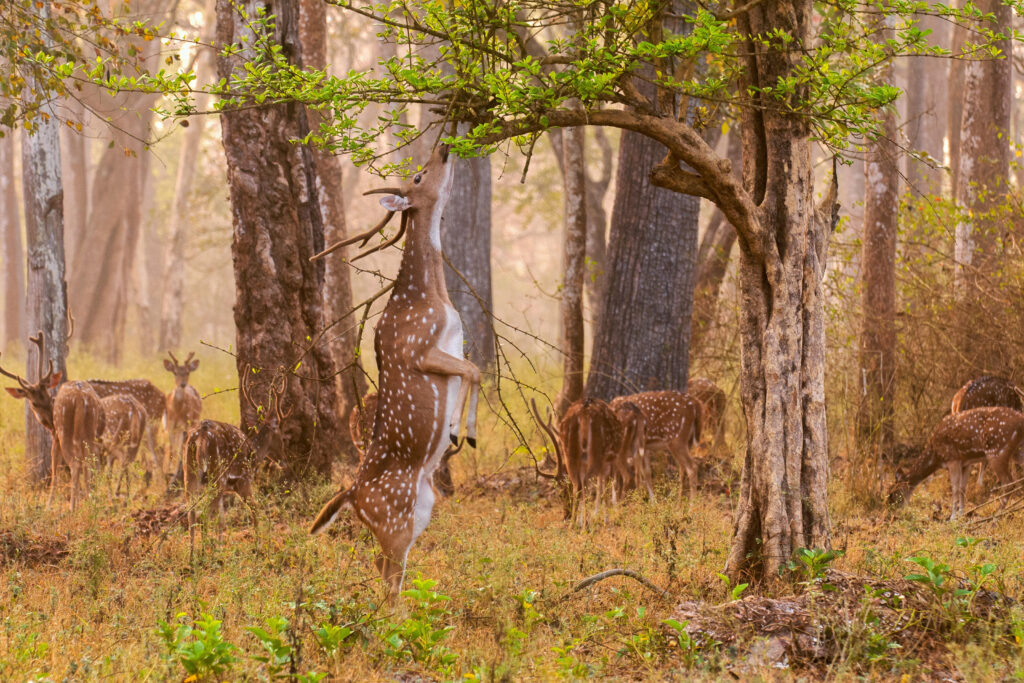 Nandur Madhameshwar Bird Sanctuary, Maharashtra