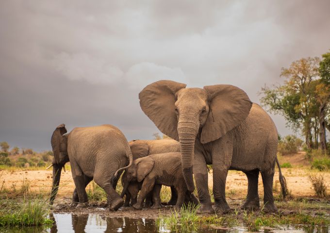 Amboseli National Park