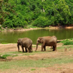Bannerghatta National Park