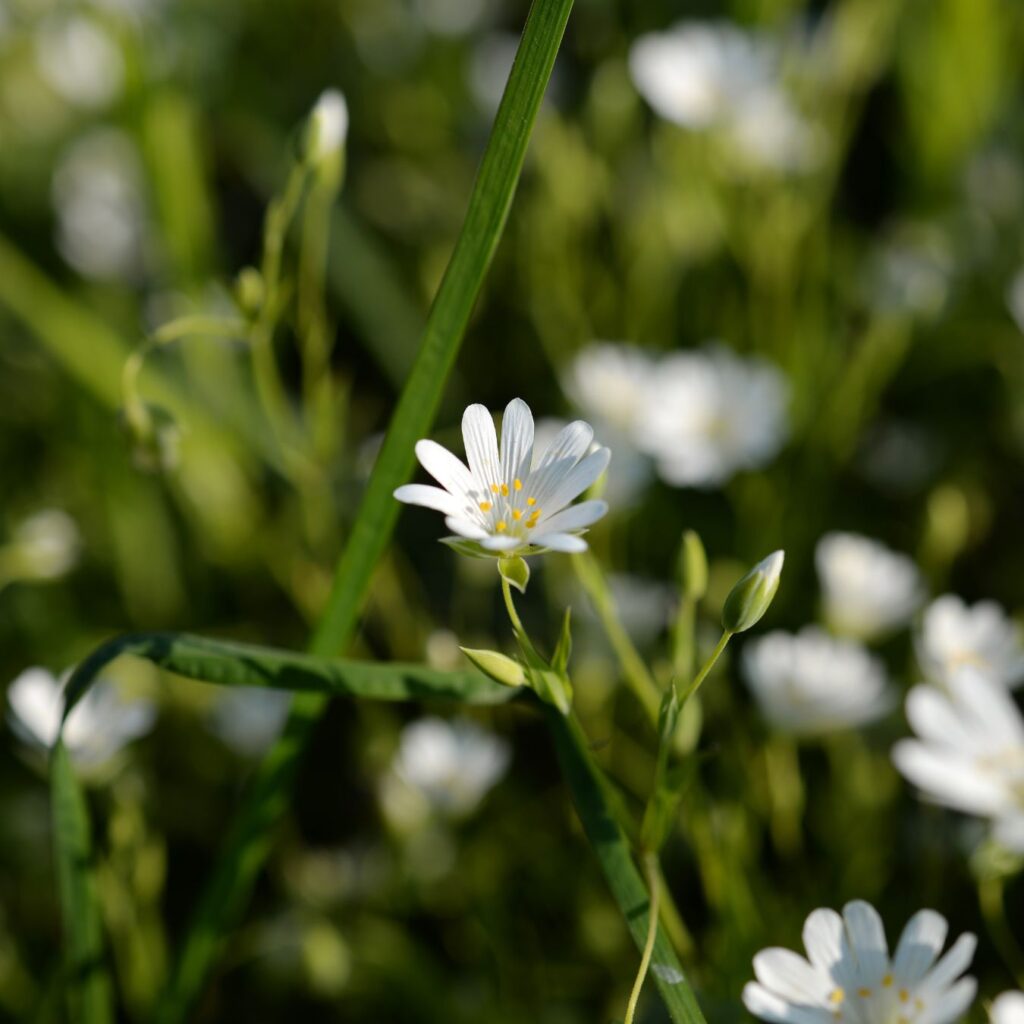 Champa: The Most Beloved Flower of Maa Saraswati