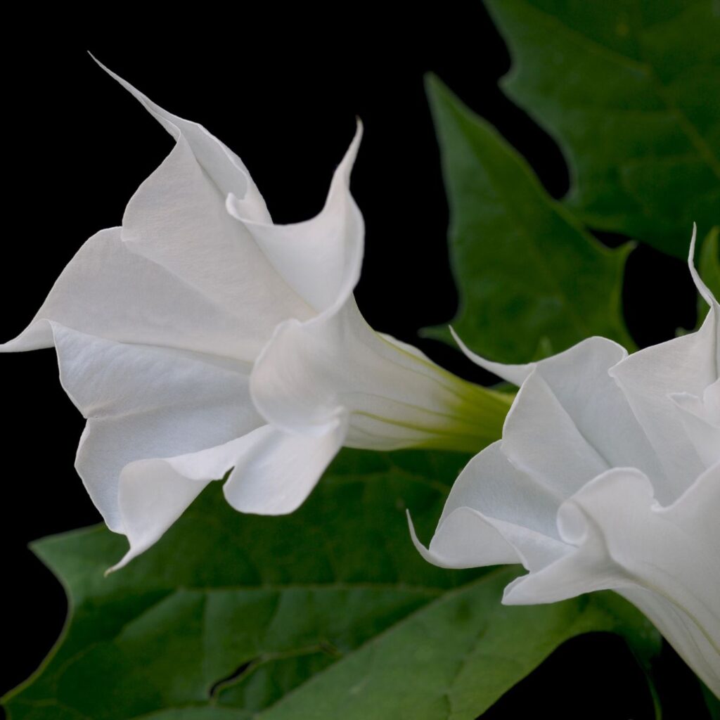 Datura
