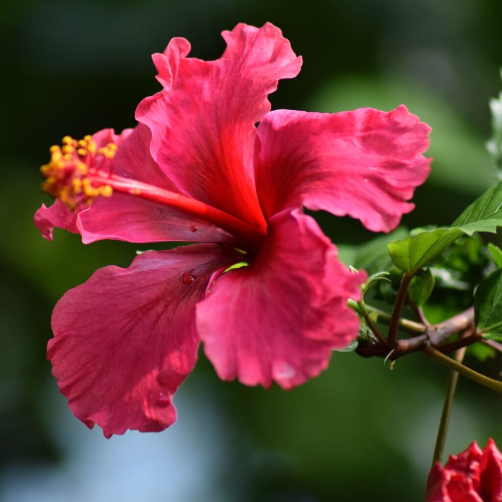Hibiscus