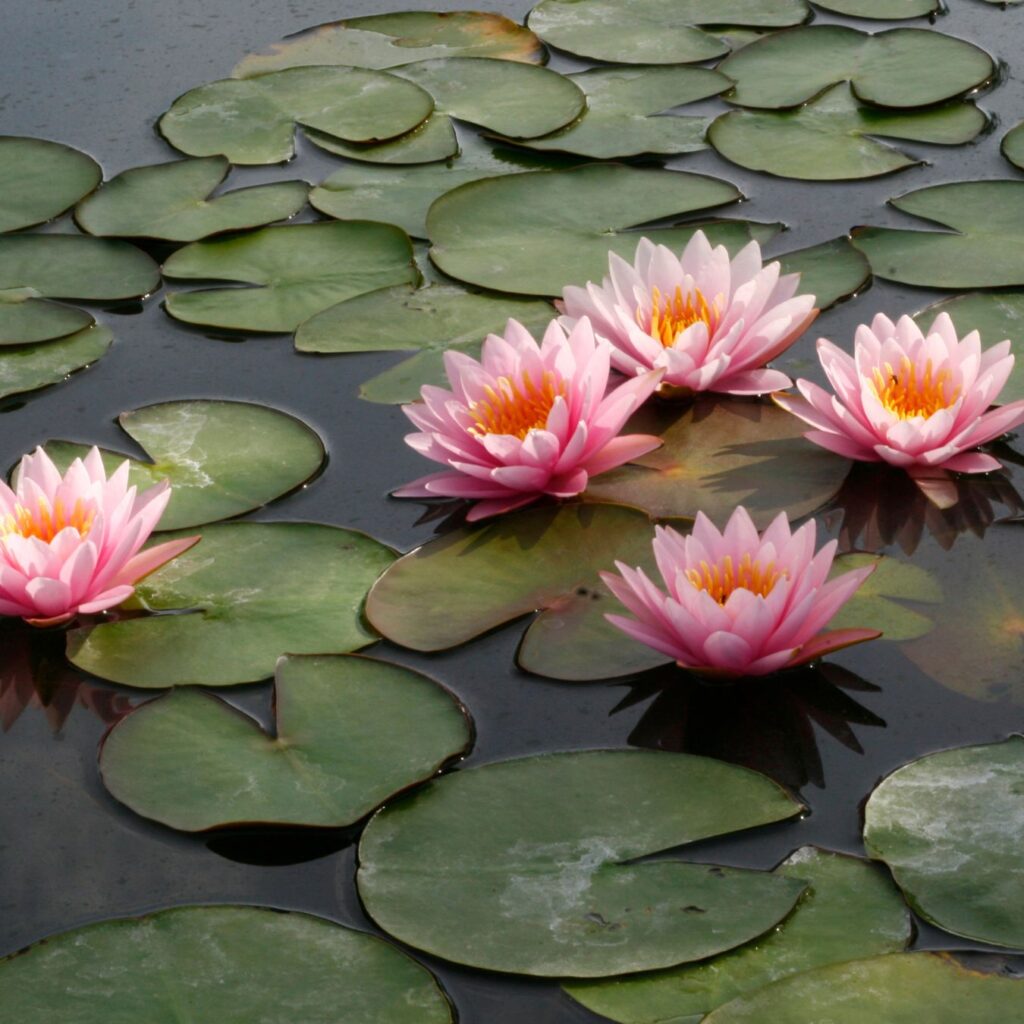 Lotus: Lord Vishnu's Plant of Choice