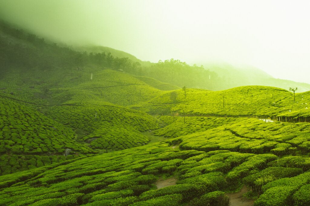 Popular Things to Do in Munnar