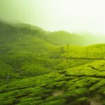 Popular Things to Do in Munnar