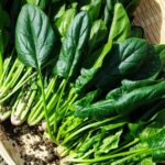 Sarson Da Saag
