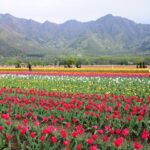 Visiting Srinagar in August