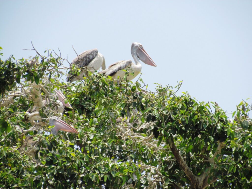 Uppalapadu Bird Sanctuary, Andhra Pradesh