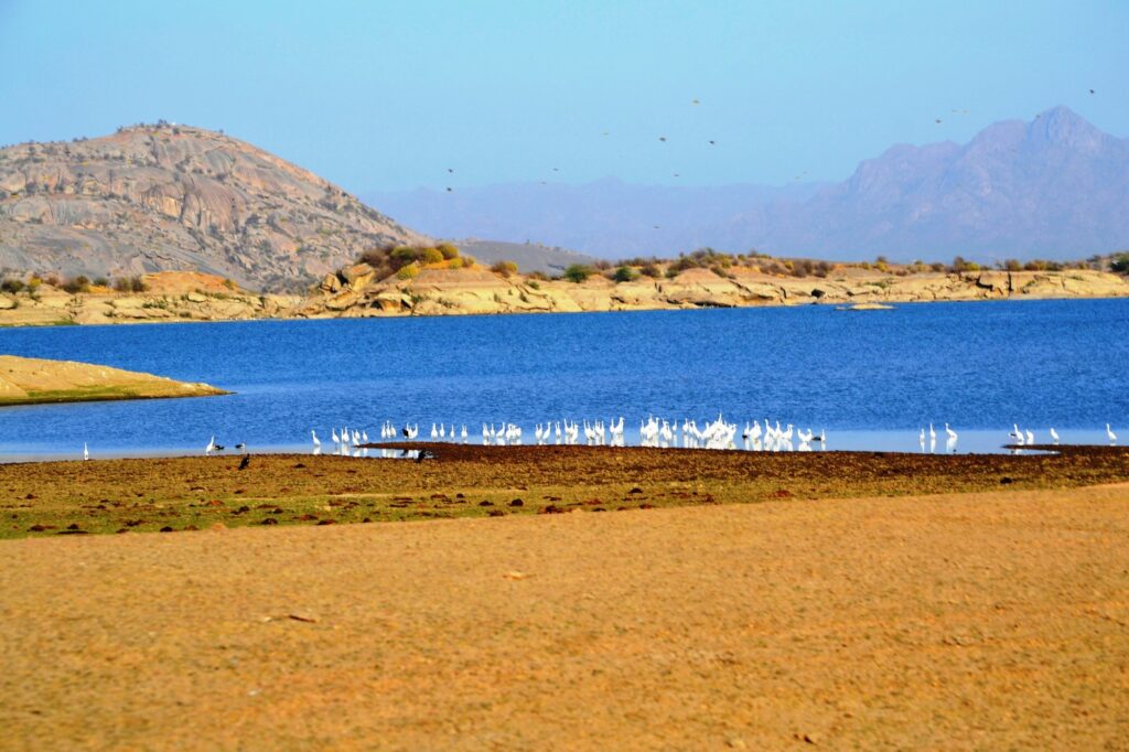 Jawai Bandh, Rajasthan