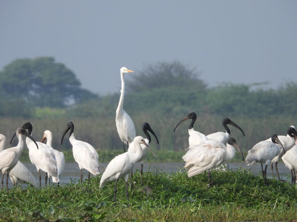 India’s Most Offbeat Bird Sanctuaries