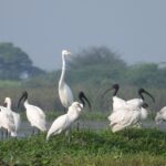 India’s Most Offbeat Bird Sanctuaries