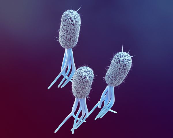 How E. coli Spreads Beyond Food