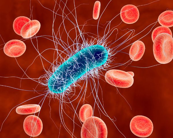 foods that may increase your risk of e. coli infection