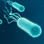 how e. coli spreads beyond food