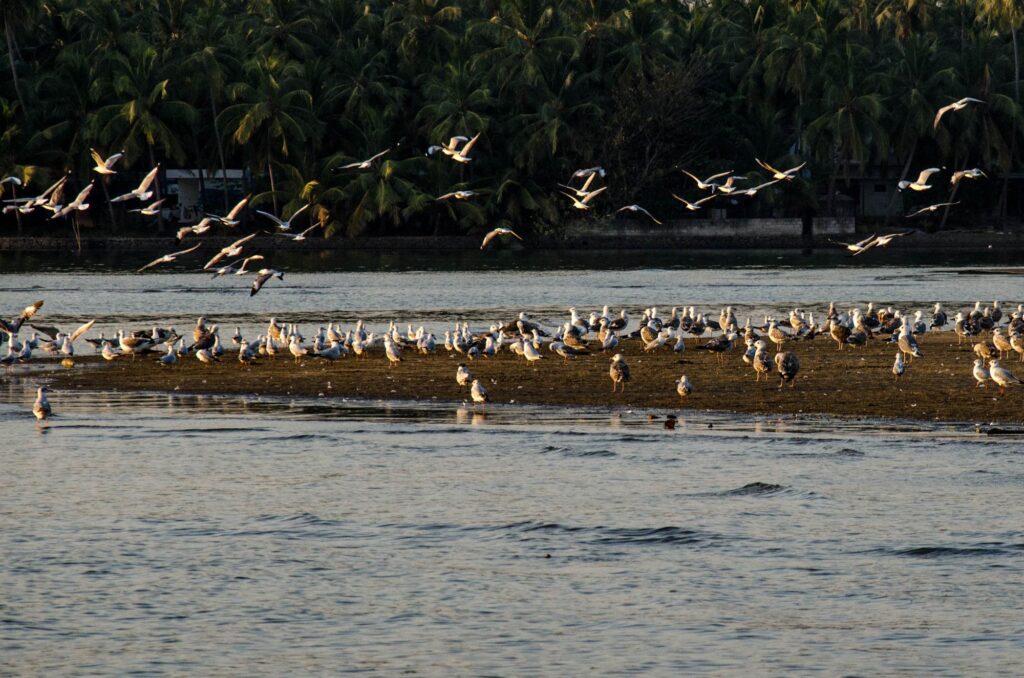 Kokkrebellur Bird Sanctuary, Karnataka